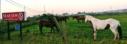 Horses grazing peacefully in a vibrant green field during sunset.