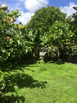 A lush garden filled with various trees and vibrant greenery under a sunny sky.