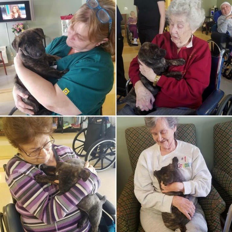 Seniors enjoying the companionship of therapy dogs, bringing smiles and joy.