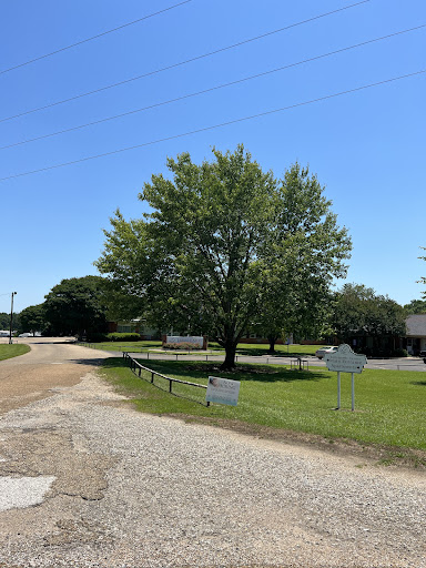 A serene view of a tree at the intersection of two gravel roads under a clear blue sky.