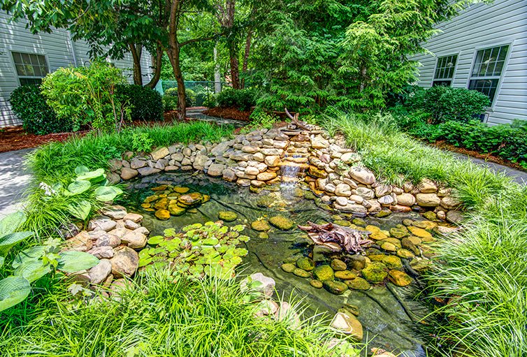 A tranquil garden pond surrounded by lush greenery and rocks.