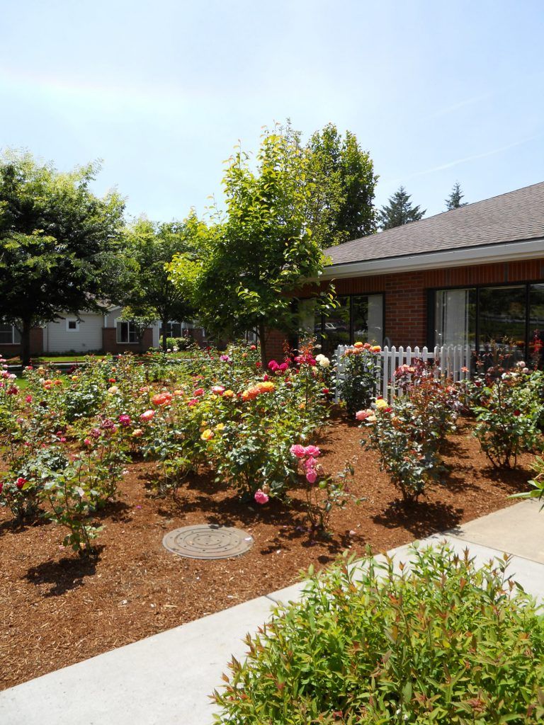 A beautiful garden filled with roses and surrounded by a white picket fence next to a house.