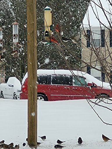 A snowy scene featuring a red car partially buried in snow, surrounded by a residential area.