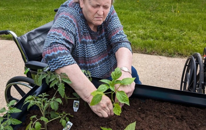 A person tending to a vegetable garden, planting seedlings in the soil.