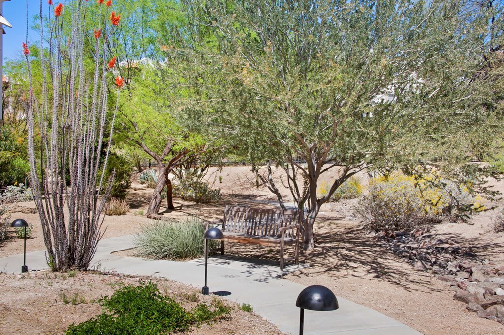 A serene desert park with a pathway surrounded by trees and bushes.