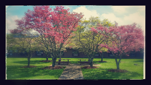 A serene park scene with blooming trees and benches under a bright sky.