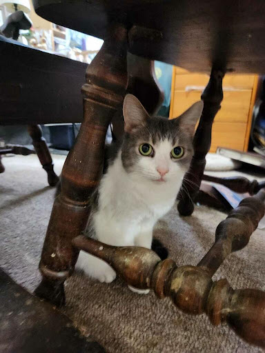 A curious gray and white cat peeking out from under a table.