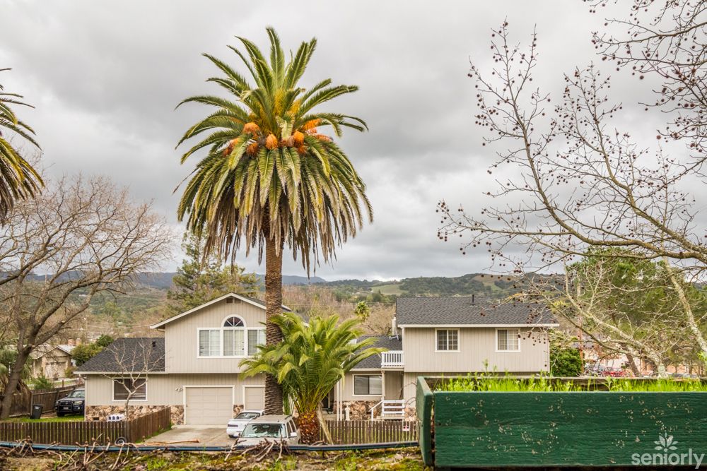 A suburban neighborhood with houses and a large palm tree under a cloudy sky.