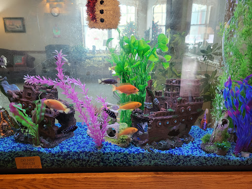 A vibrant aquarium featuring various fish and colorful decorations.