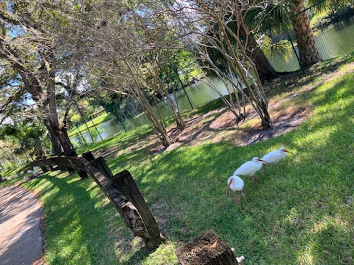 A serene park scene featuring lush greenery, trees, and a calm body of water.