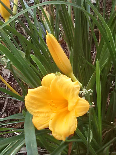 A vibrant yellow daylily in full bloom, surrounded by lush green foliage.