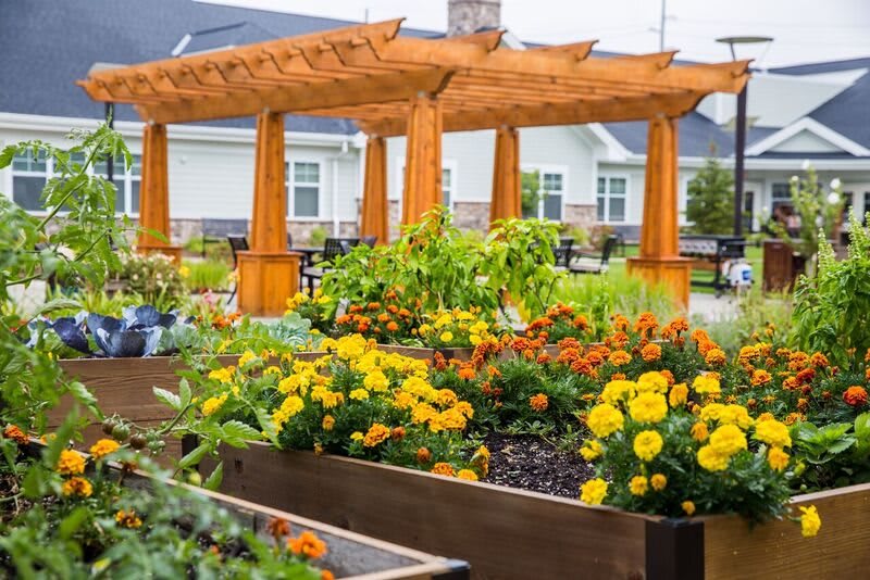 A vibrant garden with flowers in raised beds and a wooden pergola in the background.