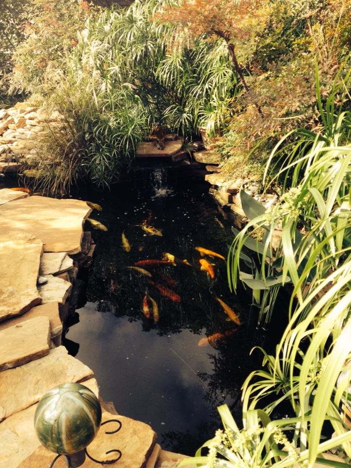 A tranquil garden koi pond surrounded by lush greenery and stones.