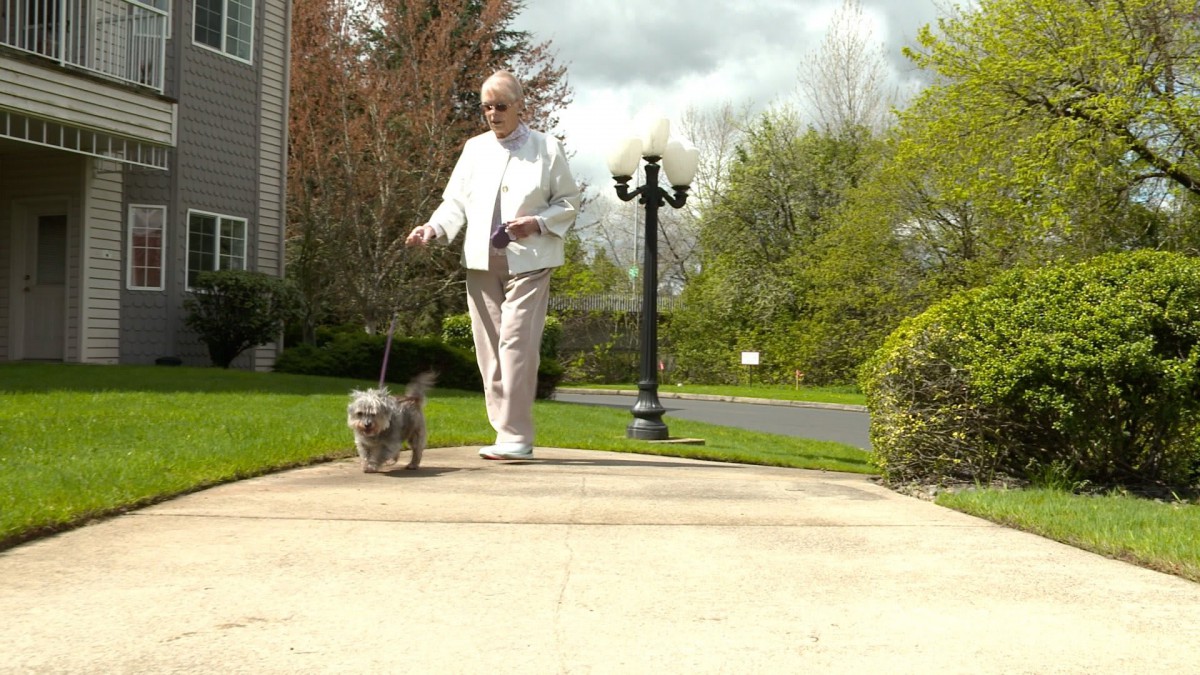 An elderly woman walking her dog on a sunny sidewalk.