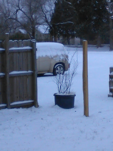 A serene winter scene with a car covered in snow and a potted plant in the foreground.