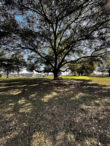 A majestic tree casting shadows on the ground in a serene park setting.