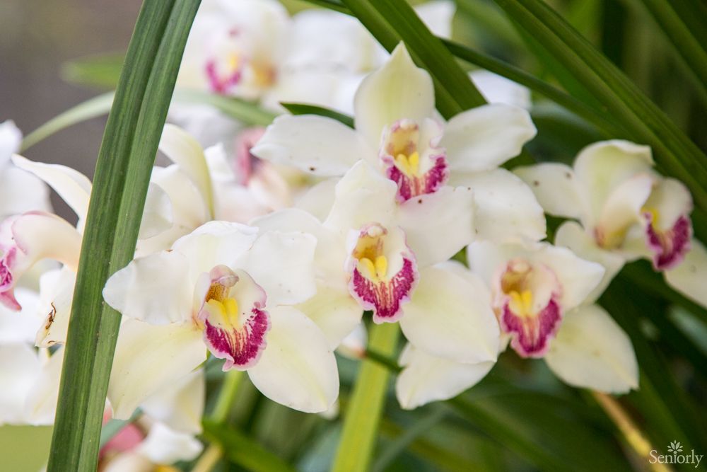 A cluster of white orchids with striking pink centers surrounded by lush green leaves.