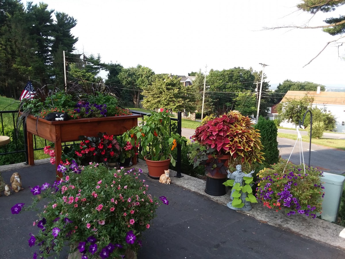 A vibrant outdoor garden with various potted plants and flowers.