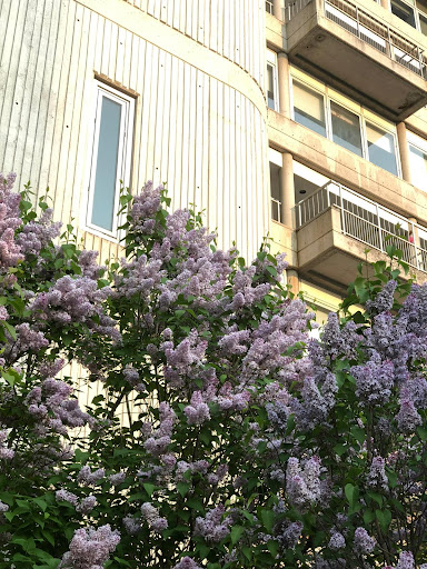 A blooming lilac tree in front of a modern building.
