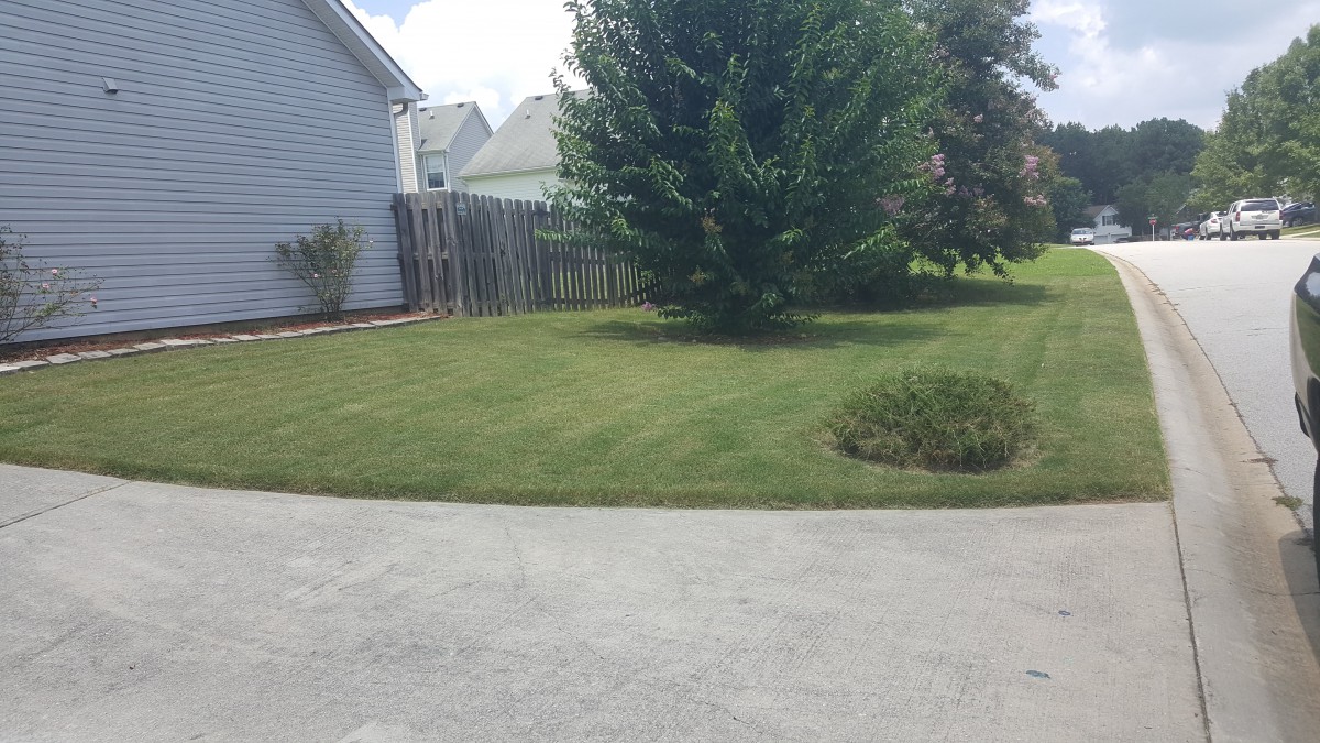 A neatly mowed lawn with a tree and fence in a residential backyard.