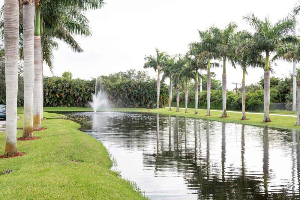 A serene pond with a fountain surrounded by lush palm trees and greenery.