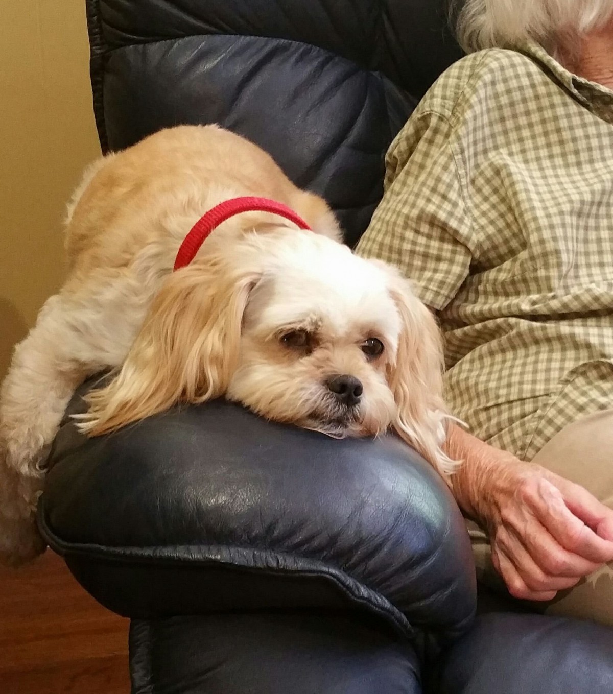 A dog with a red collar is comfortably resting on the arm of a couch beside a person.