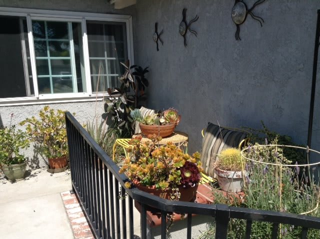 A cozy patio decorated with a variety of plants and succulents in pots.