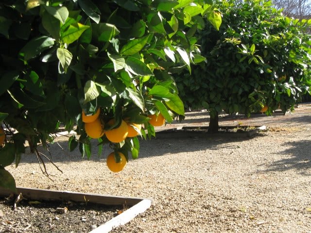 An orchard with a vibrant orange tree laden with ripe oranges.