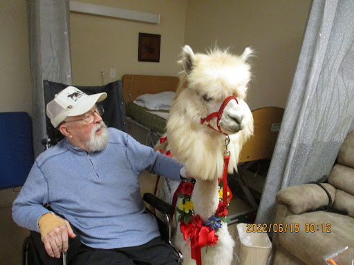 An elderly man interacts with a friendly llama in a care facility.