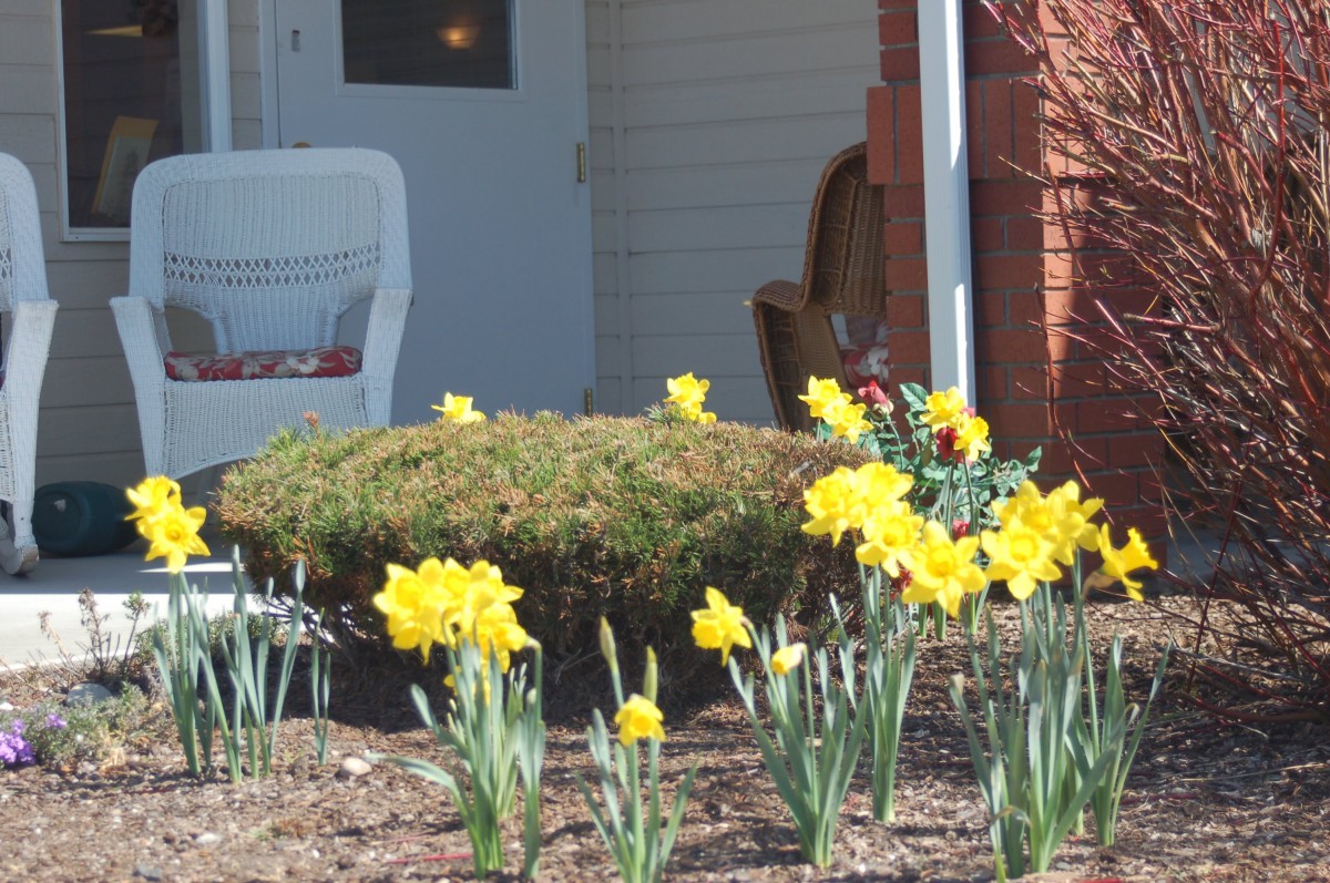 A garden view with yellow daffodils blooming near a porch.
