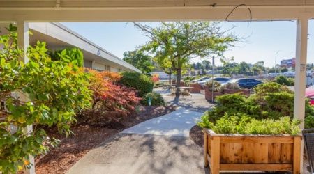 A sunny outdoor walkway surrounded by landscaped bushes and trees, leading to a parking area with several cars.