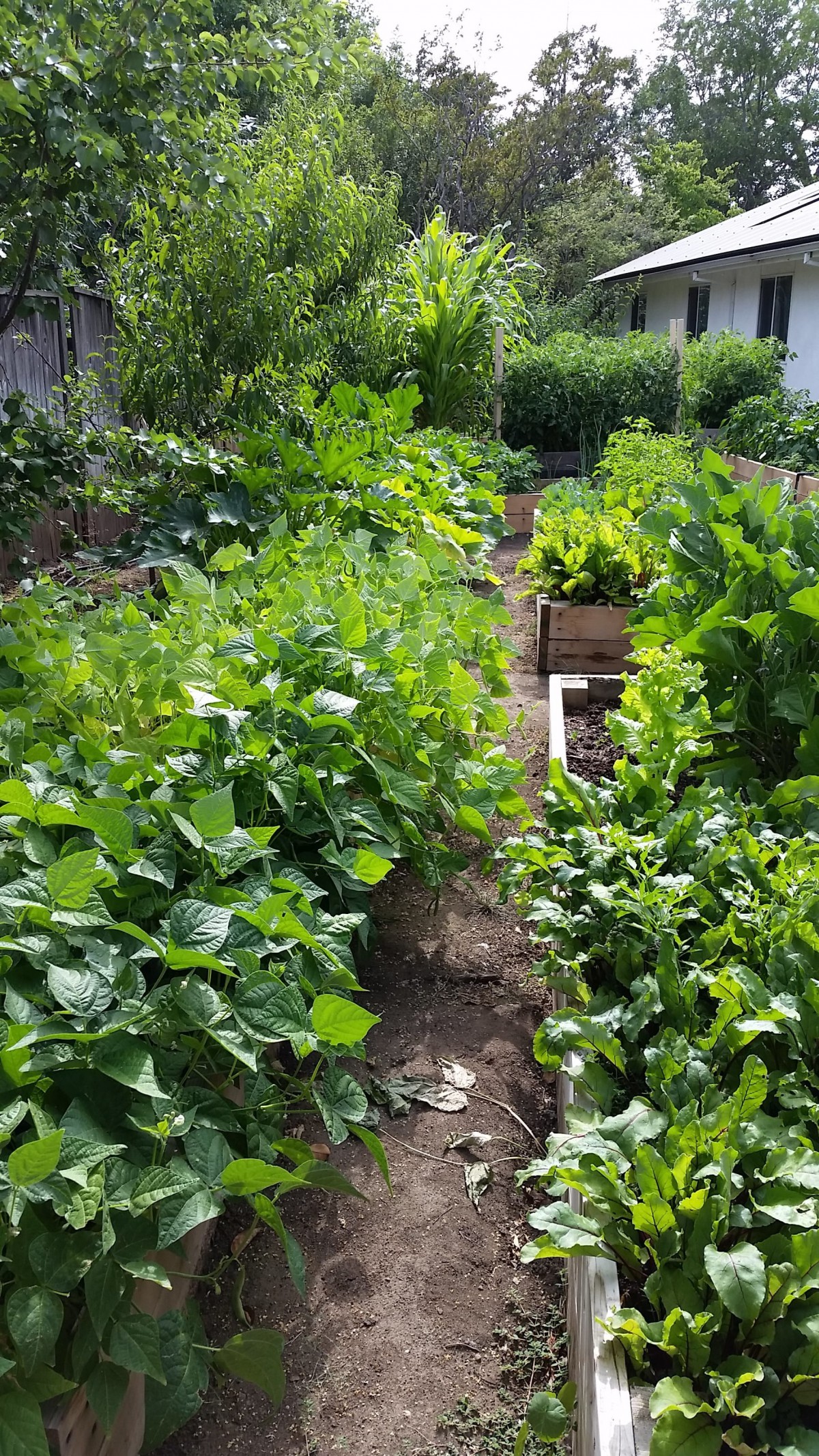 A lush vegetable garden with various greens growing in neat rows.