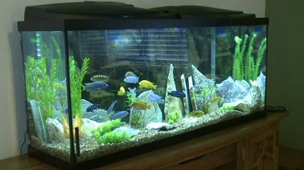 A beautifully decorated freshwater aquarium with various tropical fish and aquatic plants.