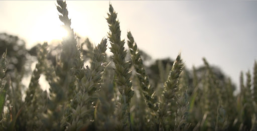 Close-up of grass swaying gently in the sunlight.