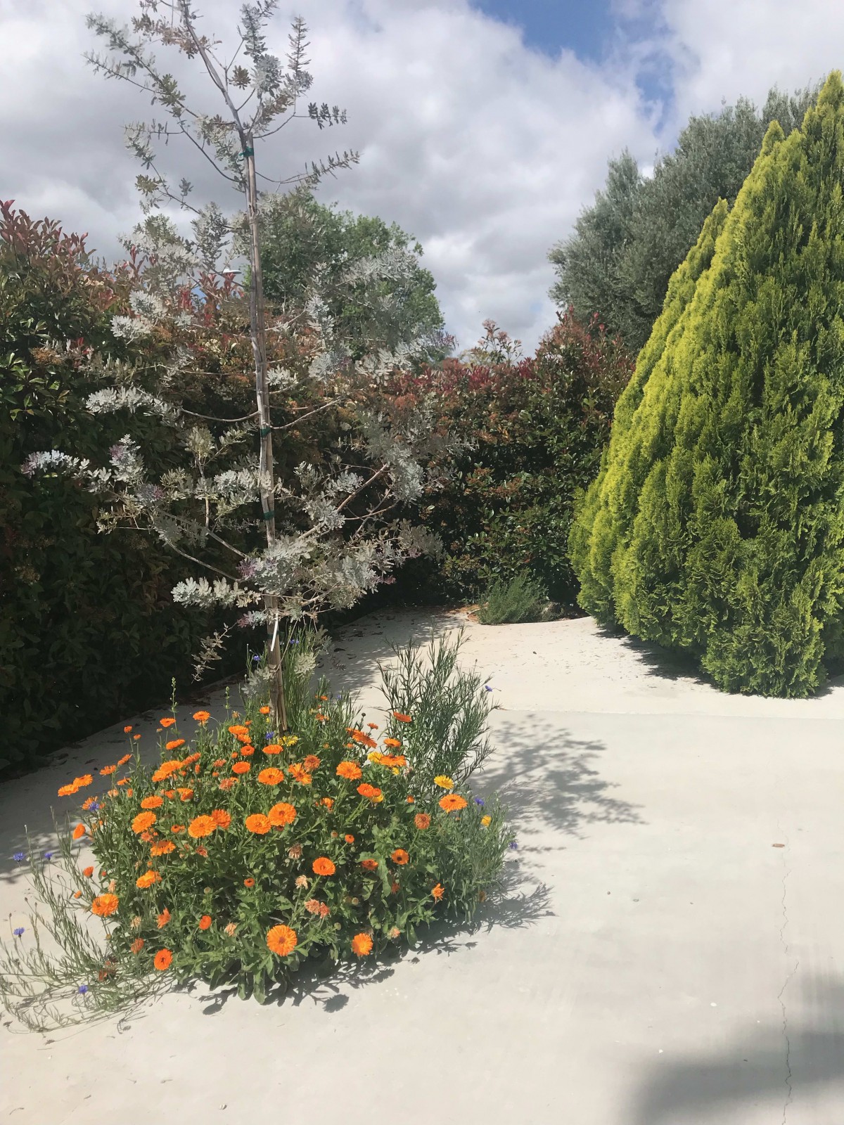 A serene garden scene featuring a mix of trees and vibrant orange flowers on a sunny day.