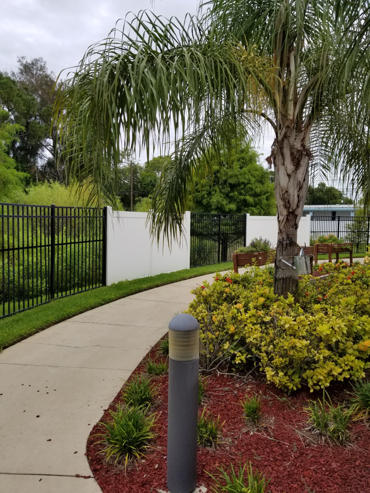A landscaped path with a palm tree and fence.