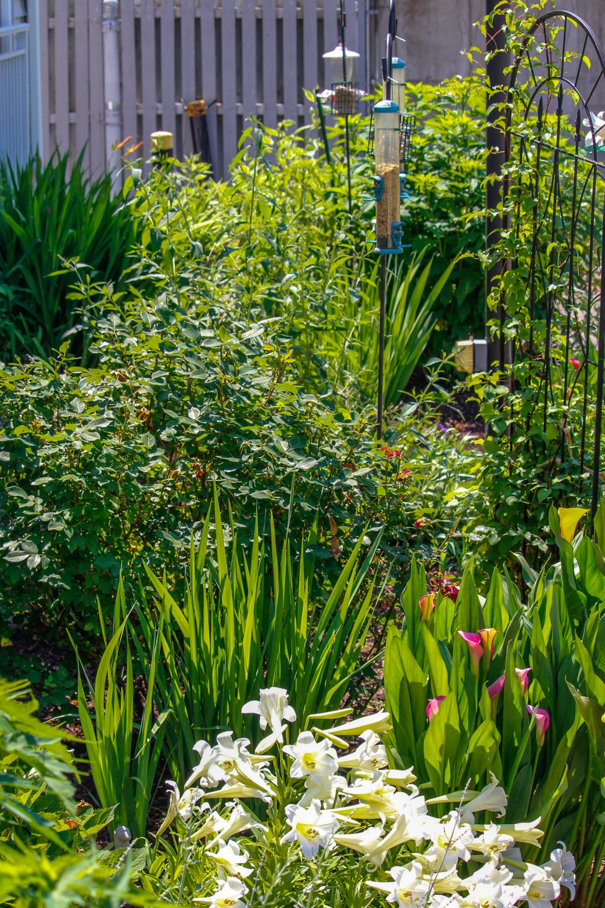 A lush garden filled with diverse greenery and vibrant flowers.