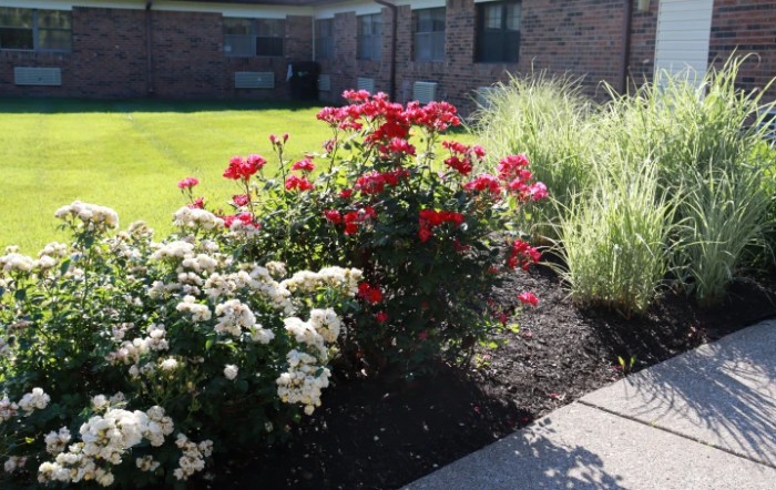 A beautifully landscaped garden with vibrant red and white flowers surrounded by lush green grass.