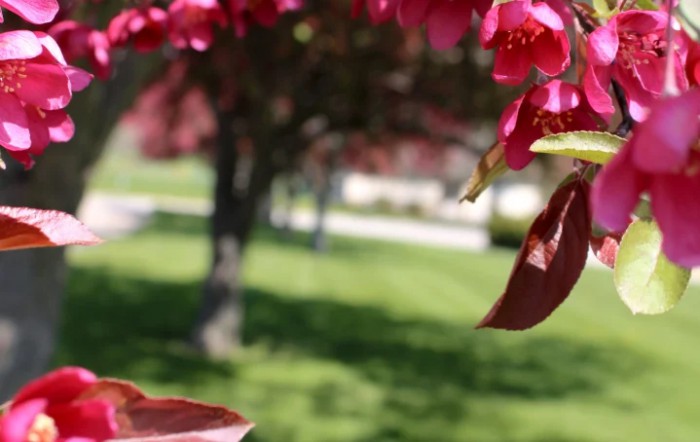 Vibrant pink blooms with a blurred park setting in the background.
