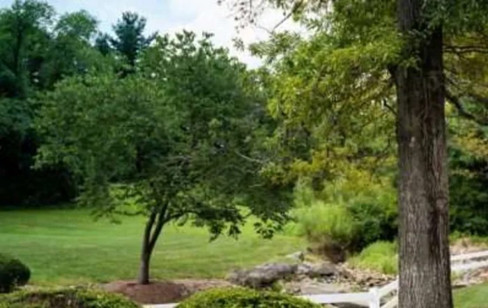 A serene garden scene with lush greenery and a solitary tree.