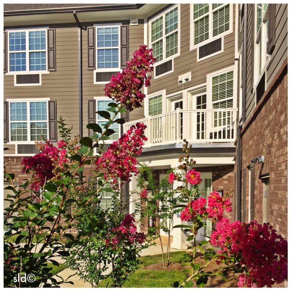 Beautiful red flowers blooming in a garden next to residential buildings.