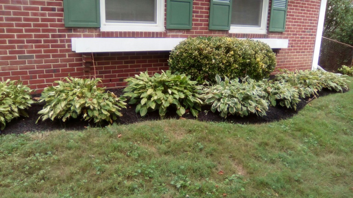 A garden area with shrubs and hostas in front of a brick building with green shutters.