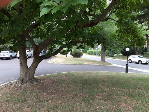 A tranquil scene showcasing a tree by a curved road, surrounded by greenery.