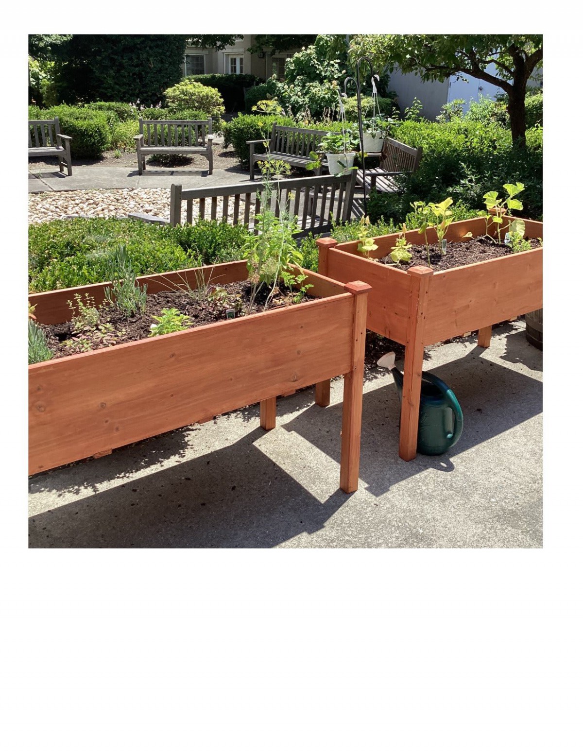Wooden raised garden beds filled with plants in a sunny outdoor setting.