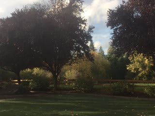 A serene park landscape with lush trees and grass under a cloudy sky.