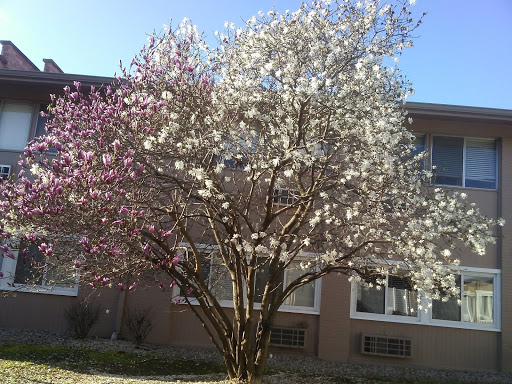 A beautiful flowering tree in full bloom, showcasing vibrant blossoms against a clear blue sky.