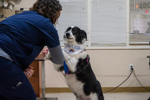 A veterinarian interacting with a friendly black and white dog during a training session.
