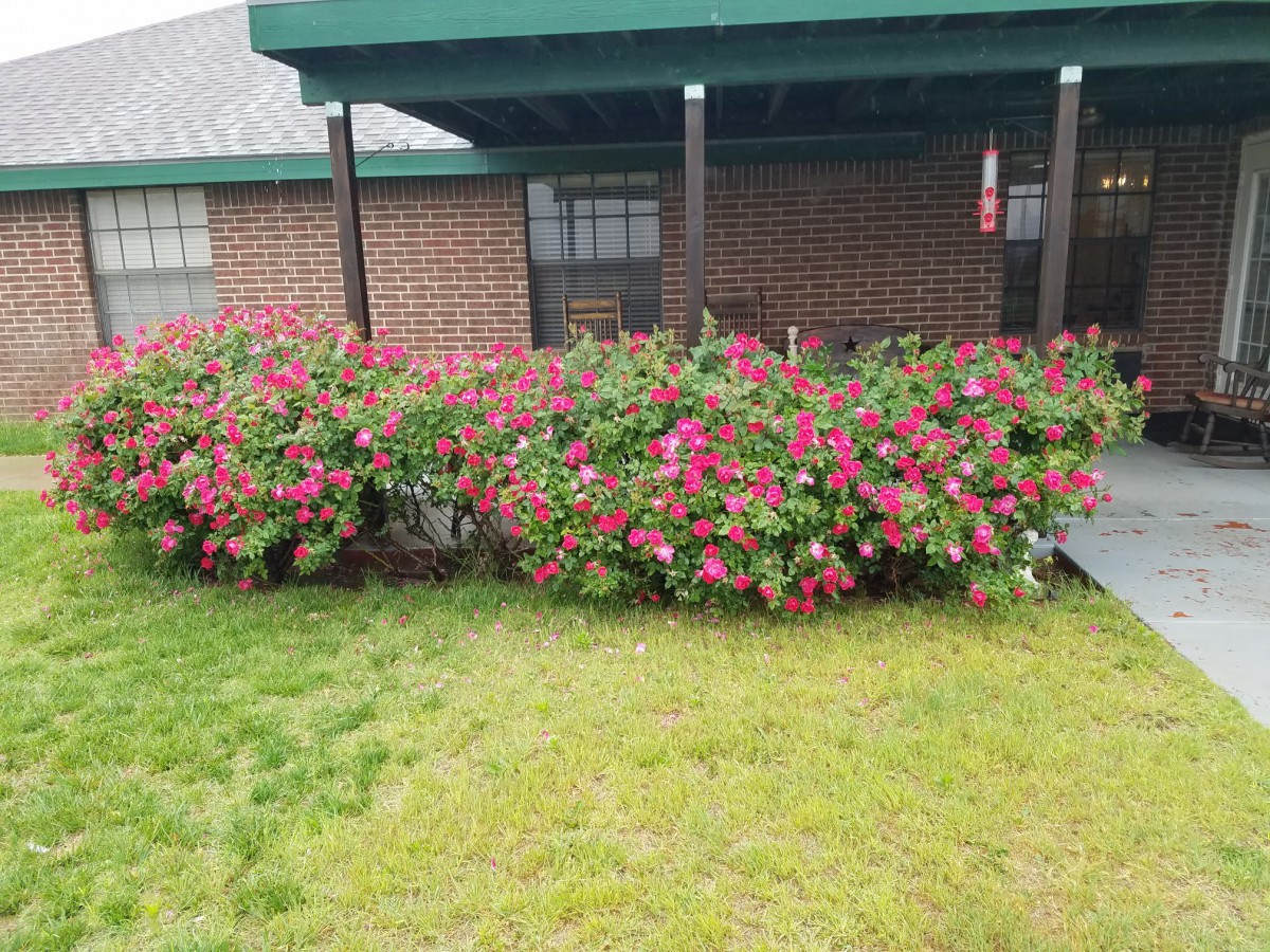 A brick house with a lush garden of pink flowers in the front yard.