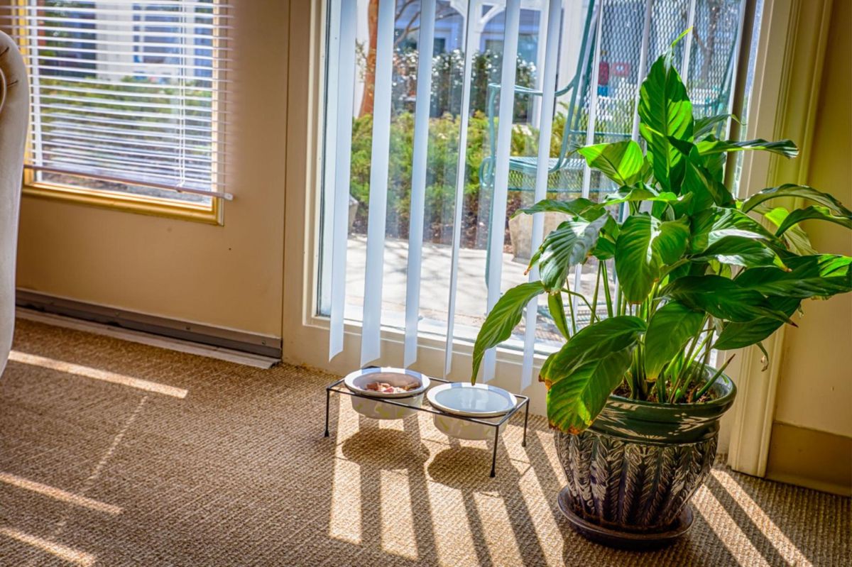 A cozy indoor setting with sunlight streaming through blinds, highlighting a healthy green plant and pet bowls on the carpet.