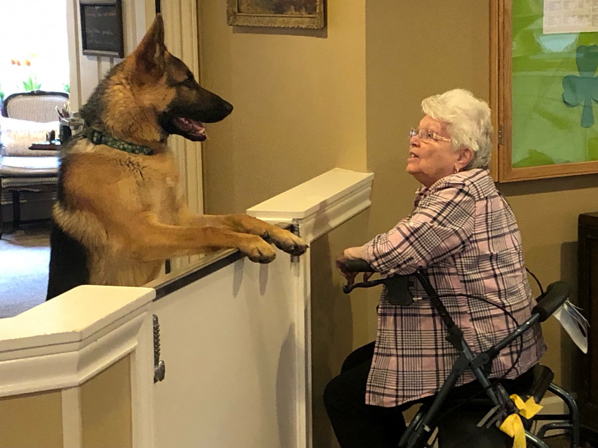 An elderly woman interacts with a German Shepherd over a partition indoors.